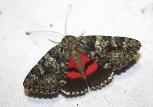 Catocala promissa